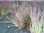 tillandsias, melanocrater tricolor